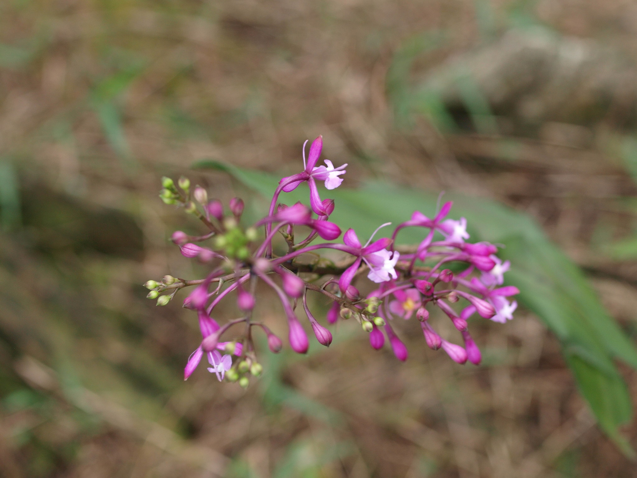 Epidendrum flexuosum